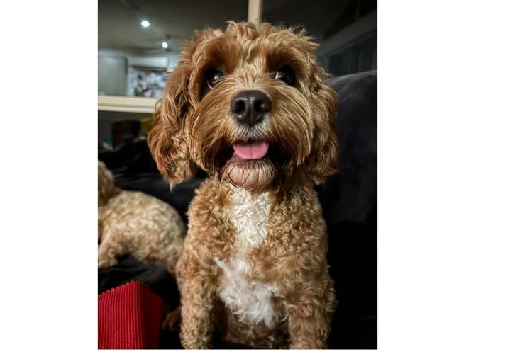 Cutie Patootie Cavoodles/Theodores (SUTREY KENNELS)