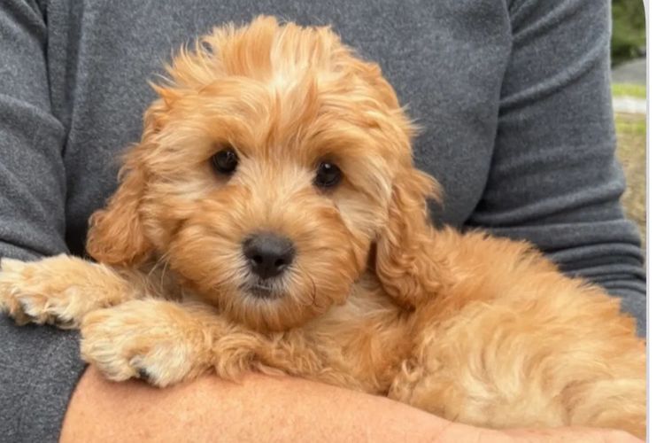 Cutie Patootie Cavoodles/Theodores (SUTREY KENNELS)