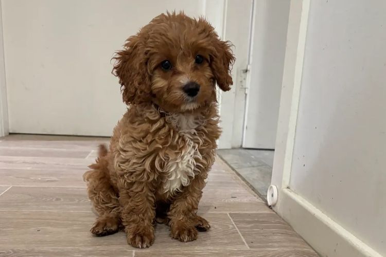 Cutie Patootie Cavoodles/Theodores (SUTREY KENNELS)
