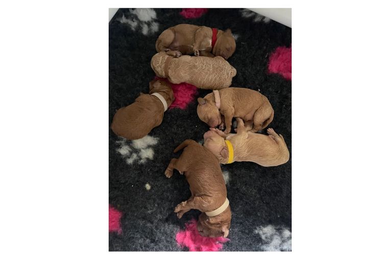Cutie Patootie Cavoodles/Theodores (SUTREY KENNELS)