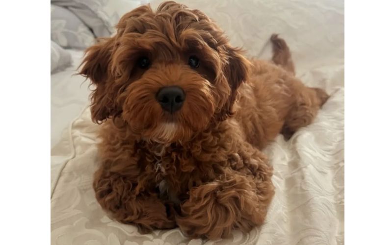 Cutie Patootie Cavoodles/Theodores (SUTREY KENNELS)
