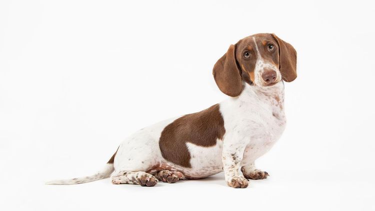 The Jenrowan Hounds - Dachshunds