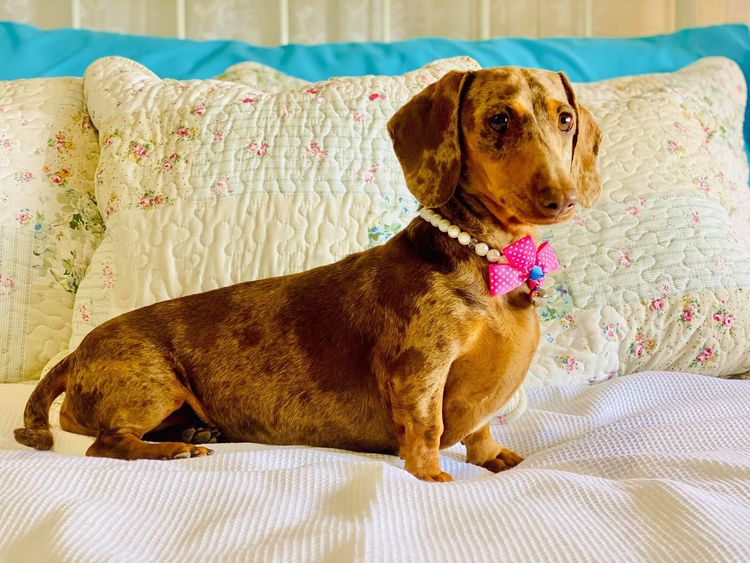 The Jenrowan Hounds - Dachshunds