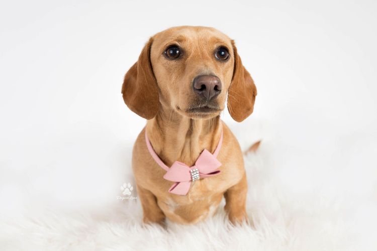 The Jenrowan Hounds - Dachshunds