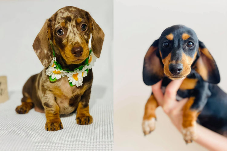The Jenrowan Hounds - Dachshunds