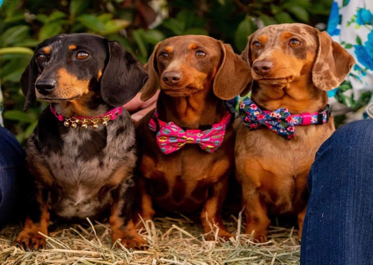 The Jenrowan Hounds - Dachshunds