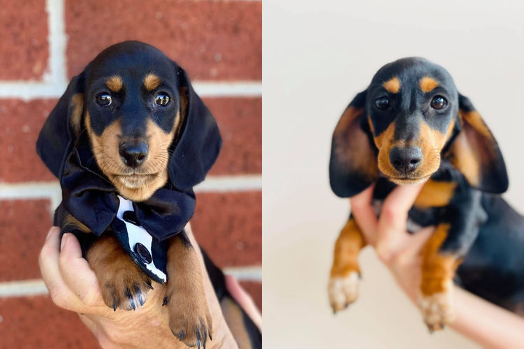 The Jenrowan Hounds - Dachshunds