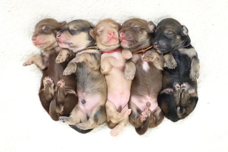 Southern Snags Dachshunds