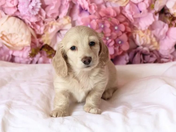 Northern Long Haired Dachshunds