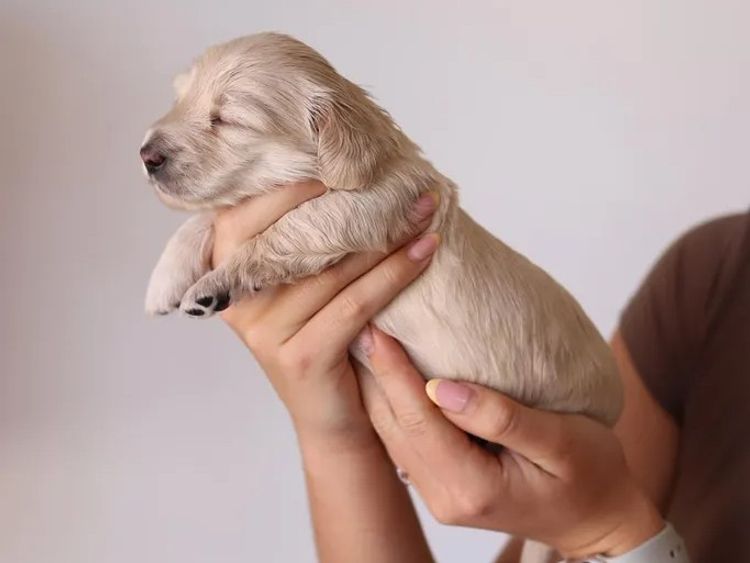Northern Long Haired Dachshunds