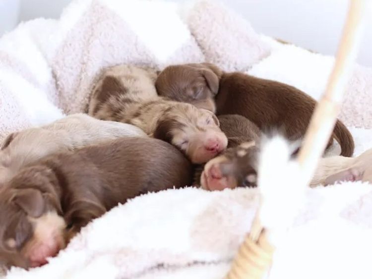 Northern Long Haired Dachshunds