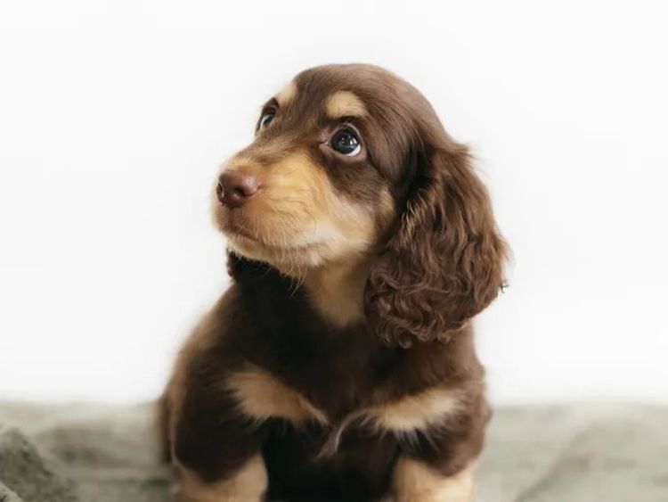 Northern Long Haired Dachshunds