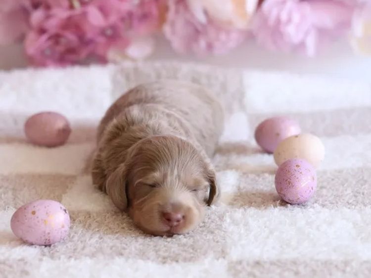 Northern Long Haired Dachshunds