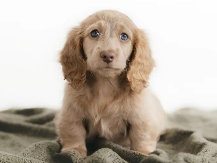 Northern Long Haired Dachshunds