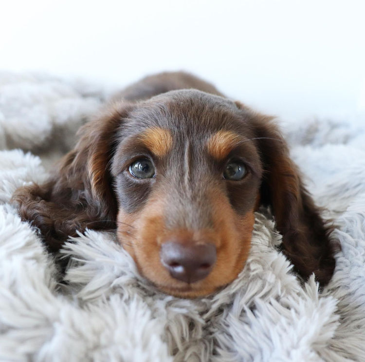 Northern Long Haired Dachshunds, Responsible Breeder In Queensland -  Rightpaw