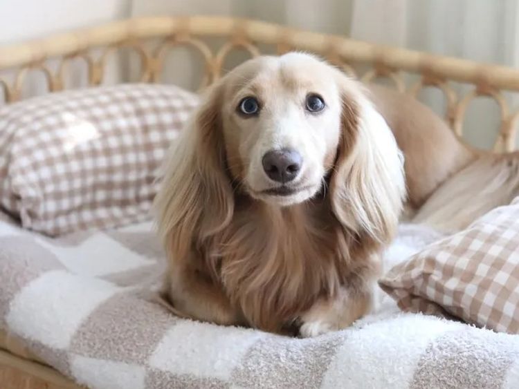 Northern Long Haired Dachshunds