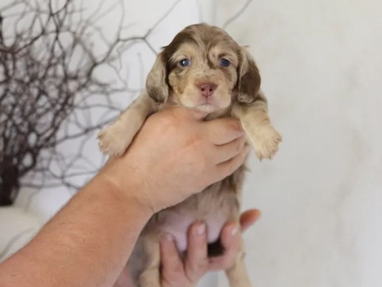 Northern Long Haired Dachshunds