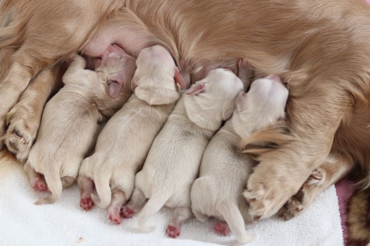 Northern Long Haired Dachshunds