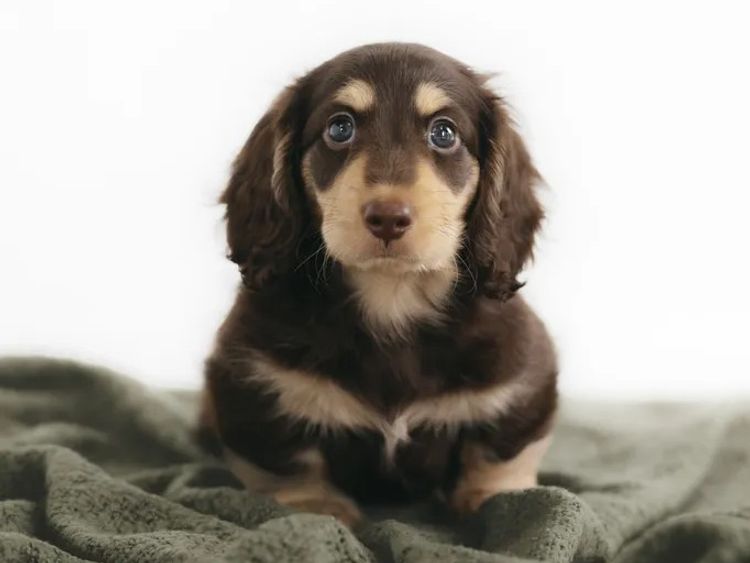 Northern Long Haired Dachshunds