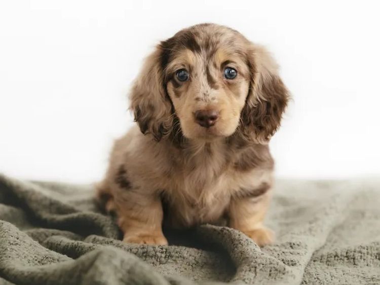 Northern Long Haired Dachshunds