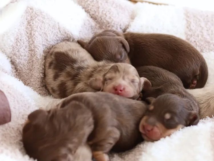 Northern Long Haired Dachshunds