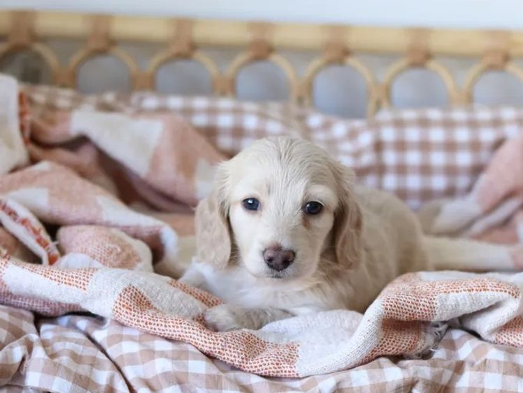 Northern Long Haired Dachshunds