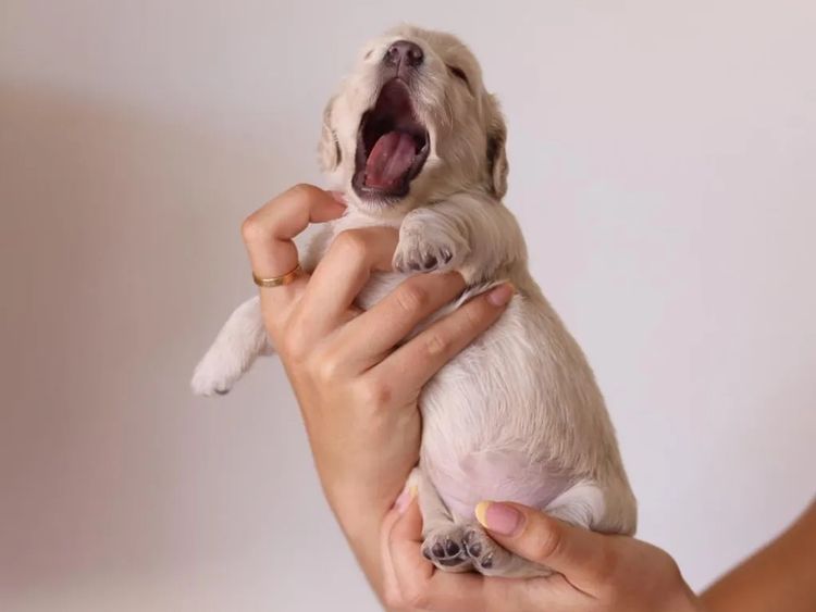 Northern Long Haired Dachshunds