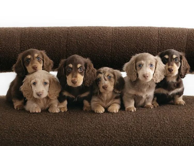 Northern Long Haired Dachshunds
