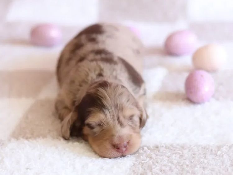 Northern Long Haired Dachshunds