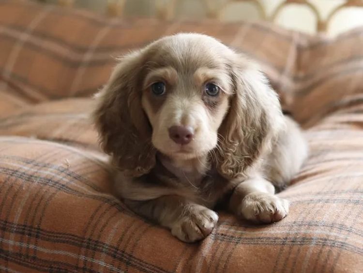 Northern Long Haired Dachshunds