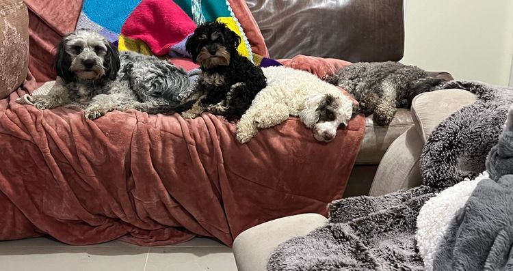 Robyn's Cavoodles