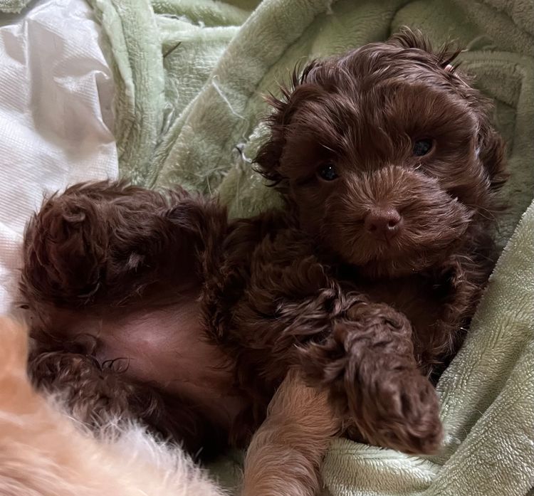 Robyn's Cavoodles