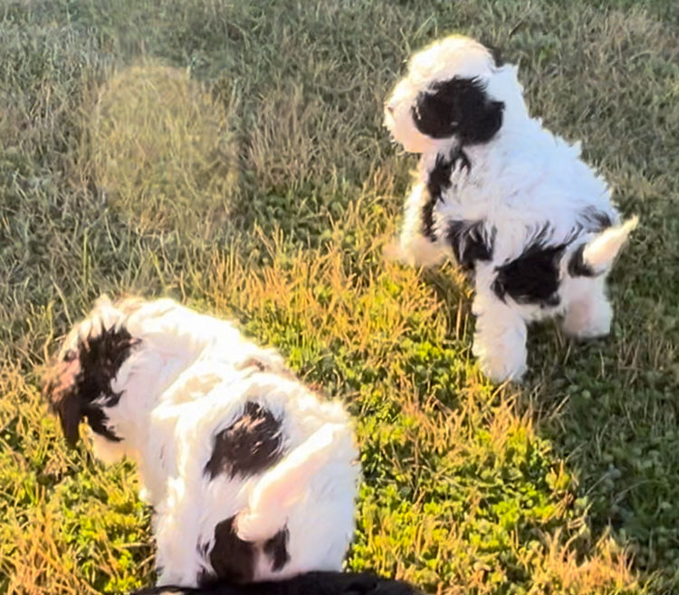 Robyn's Cavoodles