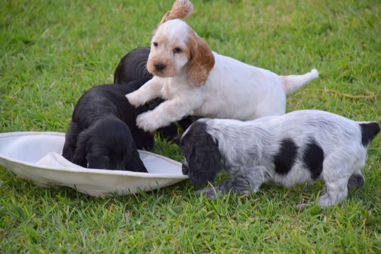 Trinnity Cocker Spaniels