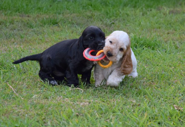 Trinnity Cocker Spaniels