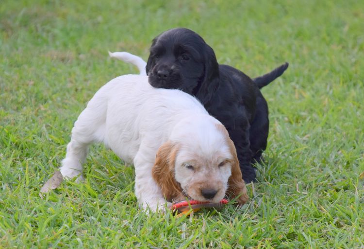 Trinnity Cocker Spaniels