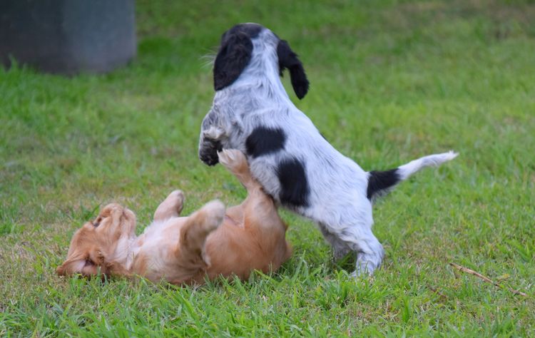 Trinnity Cocker Spaniels