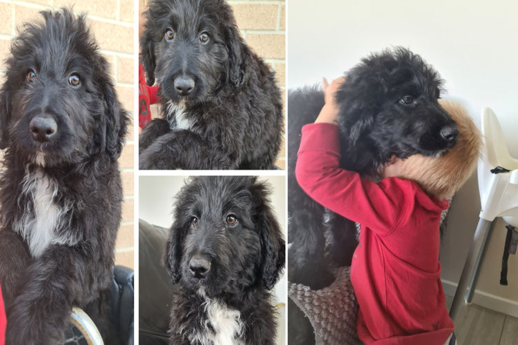 Harrisville Oodles Bordoodles