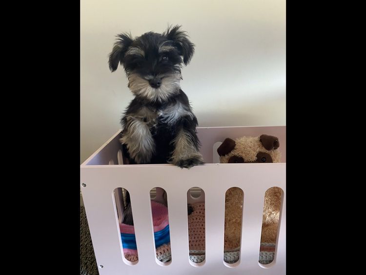 Hunter Valley Miniature Schnauzers.