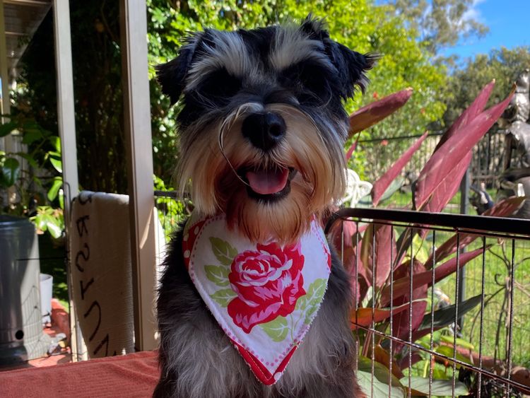 Hunter Valley Miniature Schnauzers.