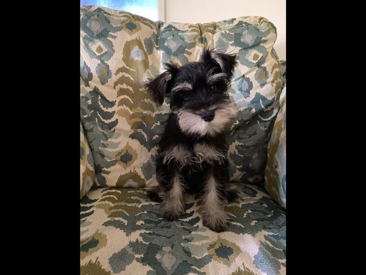 Hunter Valley Miniature Schnauzers.
