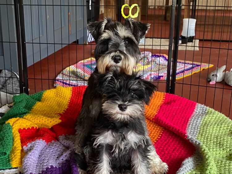 Hunter Valley Miniature Schnauzers.