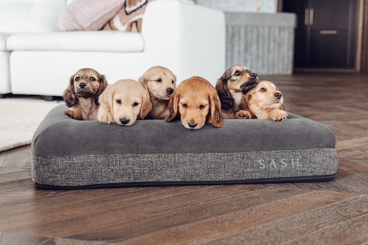 Long Dog Squad Miniature Dachshunds