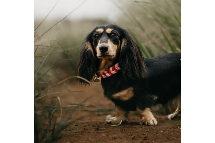Long Dog Squad Miniature Dachshunds