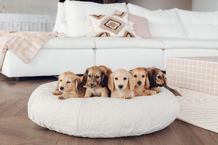 Long Dog Squad Miniature Dachshunds