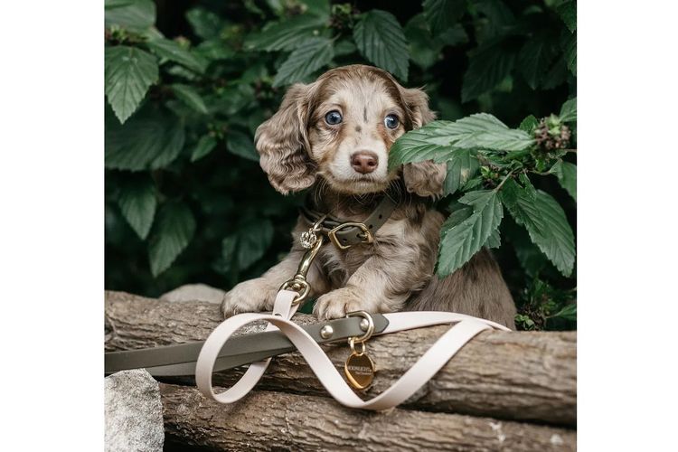 Long Dog Squad Miniature Dachshunds