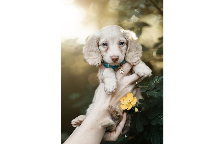 Long Dog Squad Miniature Dachshunds