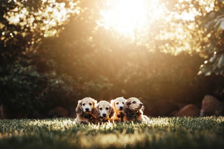 Long Dog Squad Miniature Dachshunds