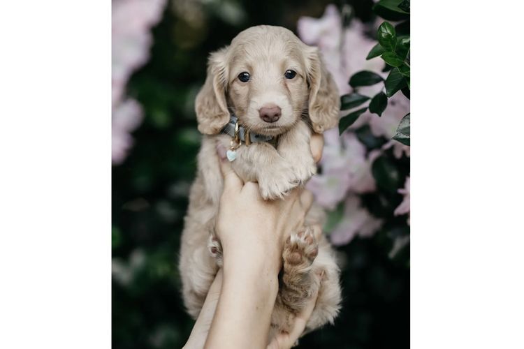 Long Dog Squad Miniature Dachshunds
