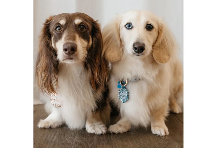 Long Dog Squad Miniature Dachshunds